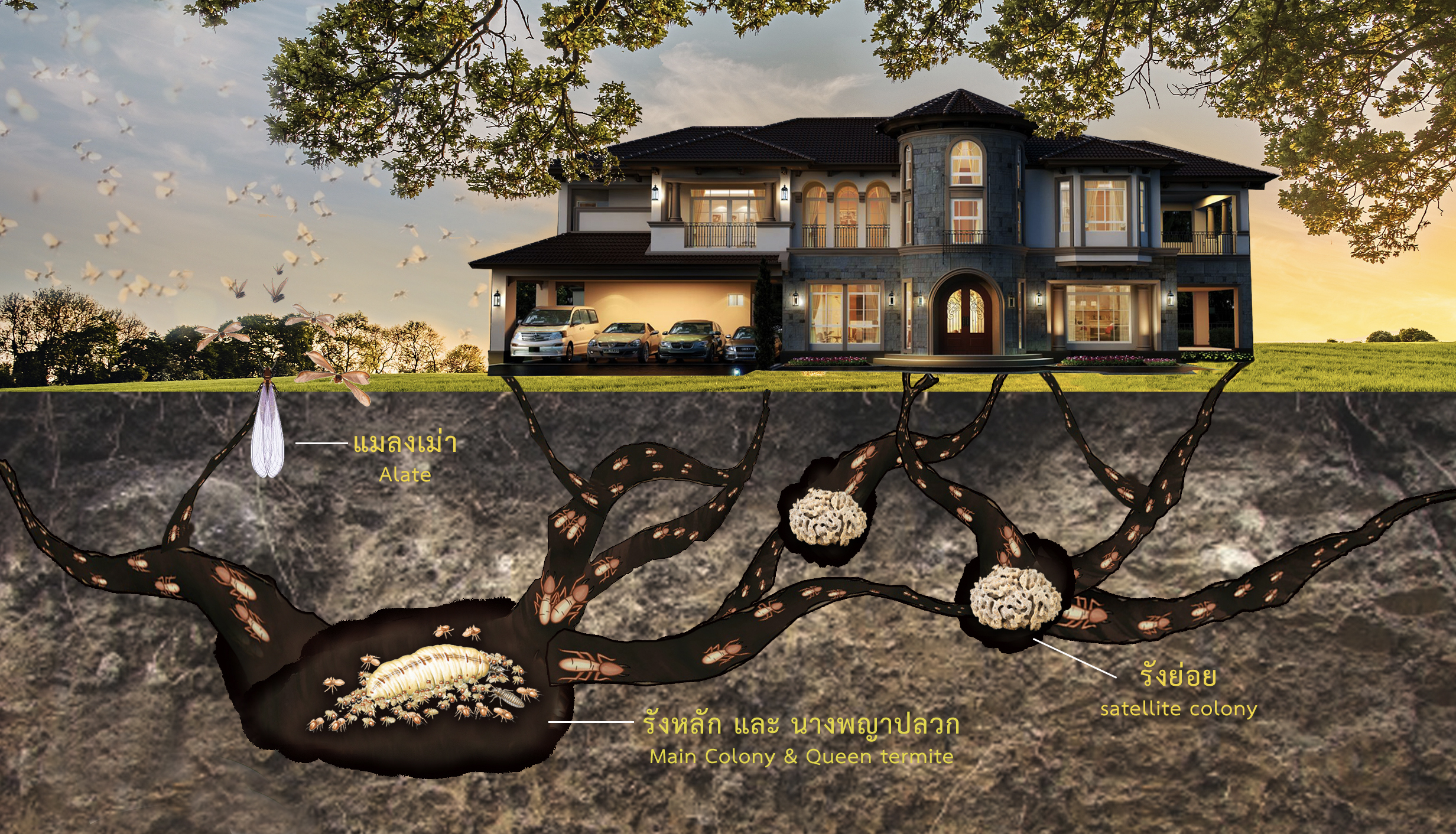 อาณาจักรปลวกใต้ดิน: รังหลัก รังย่อย และเส้นทางเข้าบ้าน